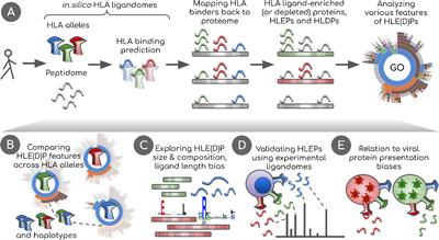 Frontiers | HLA Variants Have Different Preferences To Present Proteins ...